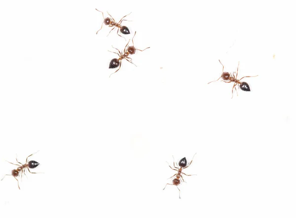 Hormigas en una pared blanca —  Fotos de Stock