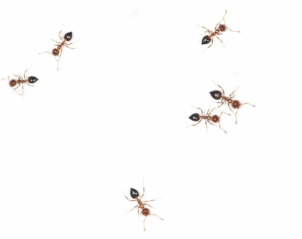 Mravenci na bílé stěně — Stock fotografie