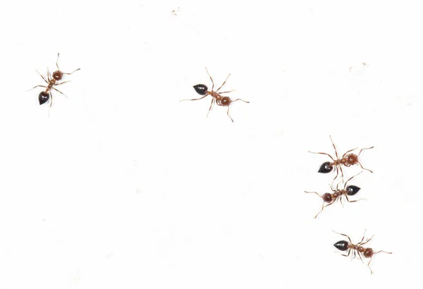 Hormigas en una pared blanca — Foto de Stock