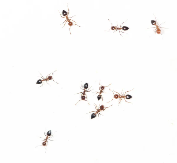 Ants on a white wall — Stock Photo, Image