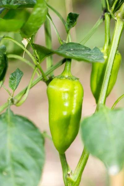 Grön paprika i trädgården — Stockfoto