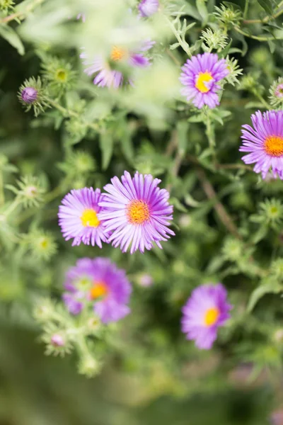 Paarse bloem in de natuur — Stockfoto