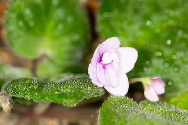 Vacker violett blomma. makro — Stockfoto