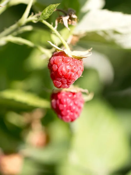 Ripe raspberries in nature — Stock Photo, Image