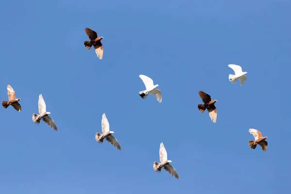 Flock duvor på blå himmel — Stockfoto