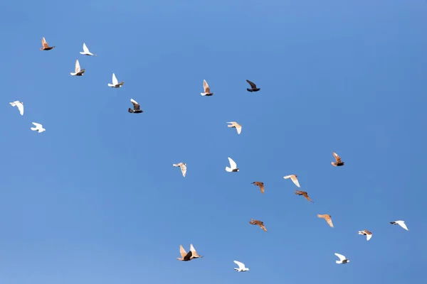 Taubenschwarm am blauen Himmel — Stockfoto