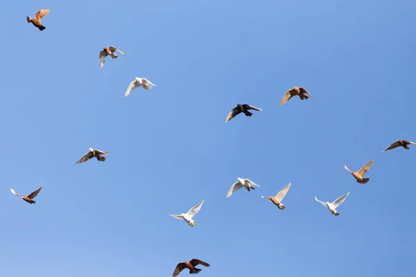 Taubenschwarm am blauen Himmel — Stockfoto