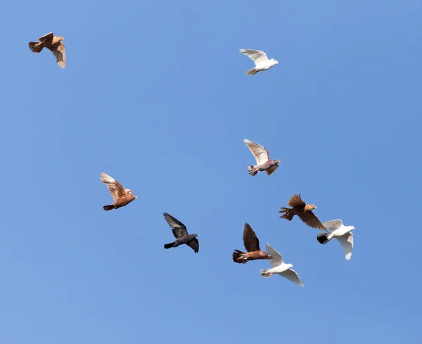 Stado gołębi na błękitne niebo — Zdjęcie stockowe