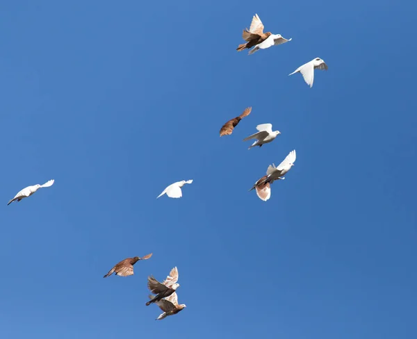 Flock duvor på blå himmel — Stockfoto