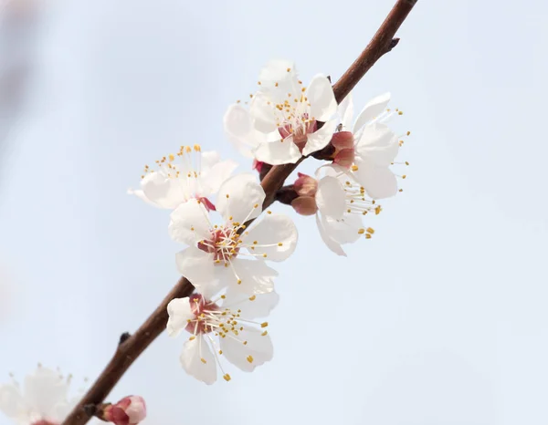 Flores de damasco em uma árvore na natureza — Fotografia de Stock