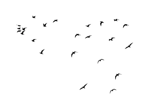 Σιλουέτα σμήνους πτηνών σε λευκό φόντο — Φωτογραφία Αρχείου