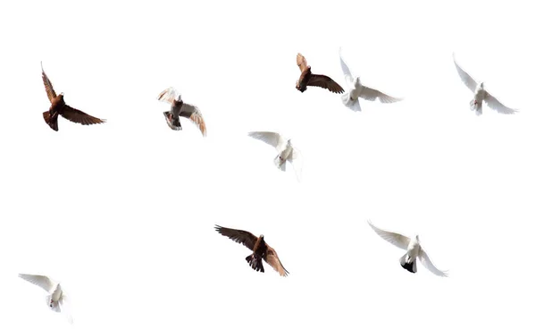 Bandada de palomas sobre un fondo blanco — Foto de Stock