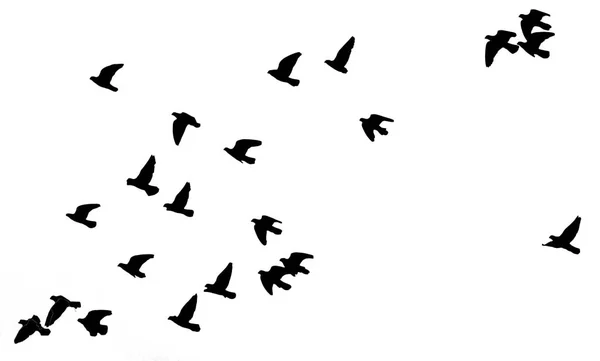 Silueta de una bandada de aves sobre un fondo blanco —  Fotos de Stock