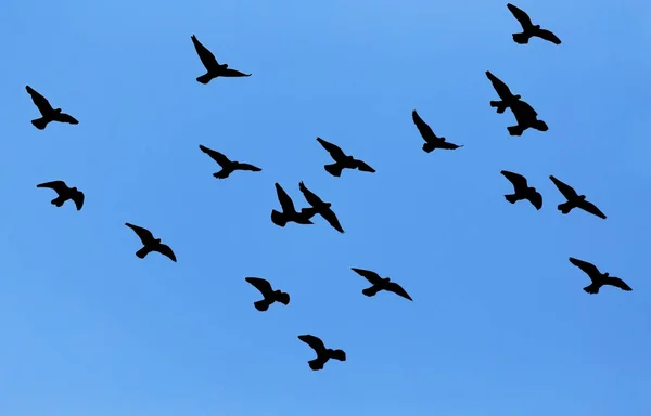 Silhouette einer Taubenschar am blauen Himmel — Stockfoto