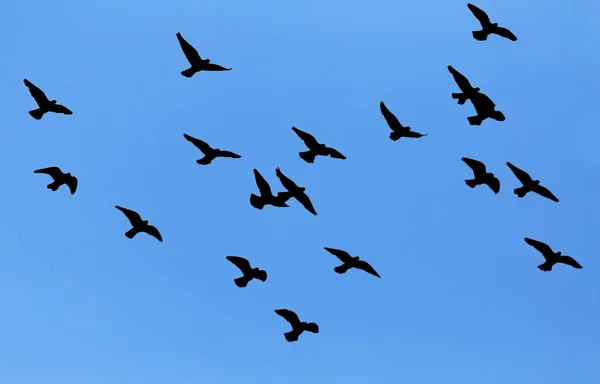 Silhouette of a flock of pigeons on blue sky — Stock Photo, Image