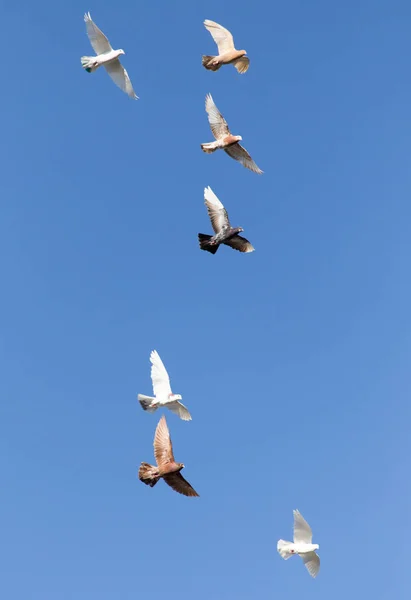 Flock of pigeons on blue sky Stock Photo