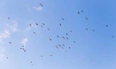 Mavi gökyüzüne karşı bir martı sürüsü