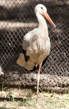 Heron Hayvanat Bahçesi