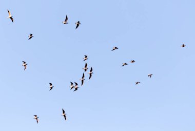 Mavi gökyüzüne karşı bir martı sürüsü