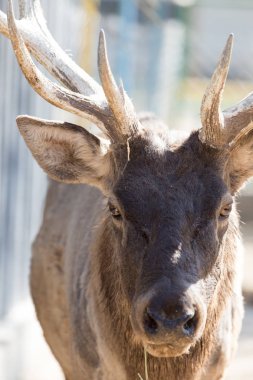 Doğadaki bir geyiğin portresi.