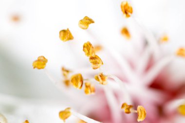 Beyaz bir çiçekte sarı polen. makro