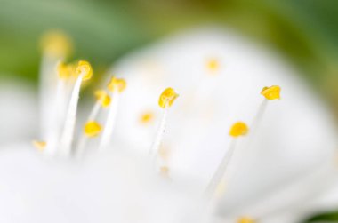 Beyaz bir çiçekte sarı polen. makro