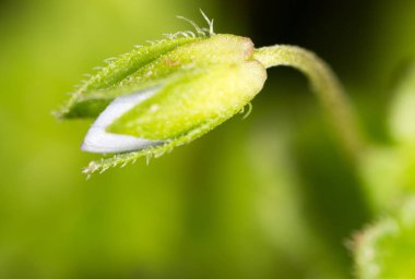 doğada küçük kapalı çiçek. Makro