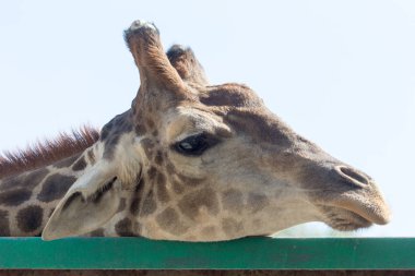 Mavi gökyüzüne karşı bir zürafa portresi