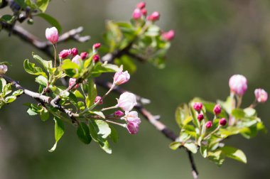 Doğadaki elma ağacında güzel çiçekler