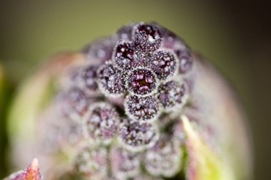 Lila çiçek tomurcuk içinde doğa, yakın çekim