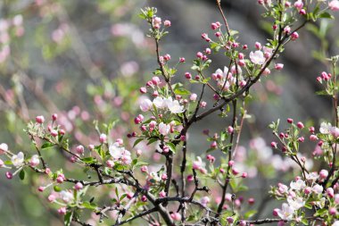 Doğadaki elma ağacında güzel çiçekler