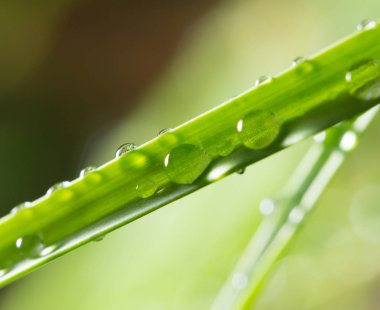 Yeşil çimenlerin üzerinde çiy damlaları. Kapat