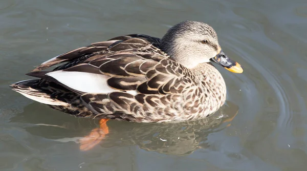 Kachna v jezeře v přírodě — Stock fotografie