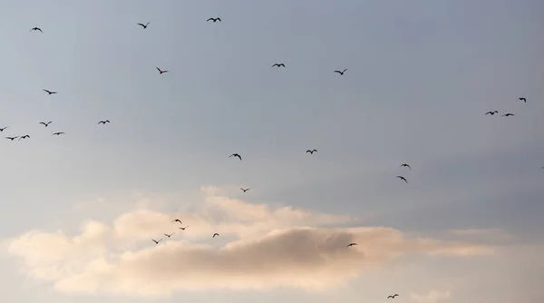 En flock måsar på himlen vid solnedgången — Stockfoto