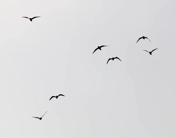 A flock of seagulls in the sky at sent — стоковое фото