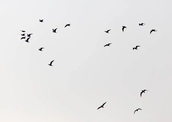 Uno stormo di gabbiani nel cielo al tramonto — Foto Stock