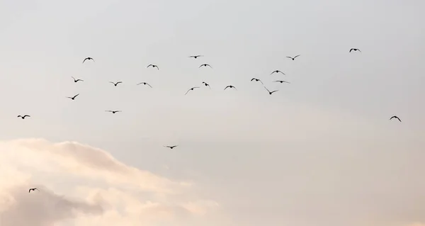 En flock måsar på himlen vid solnedgången — Stockfoto