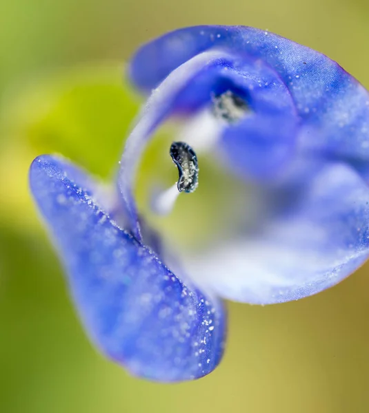 大自然中的蓝色小花。宏观 — 图库照片