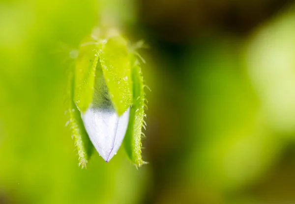 Doğada küçük kapalı çiçek. Makro — Stok fotoğraf