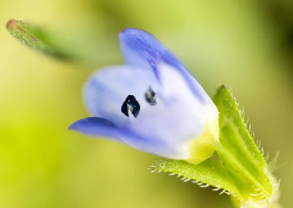 Pequeña flor azul en la naturaleza. macro —  Fotos de Stock