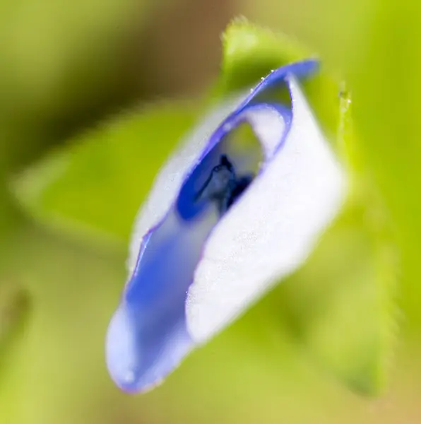 Pequeña flor azul en la naturaleza. macro —  Fotos de Stock