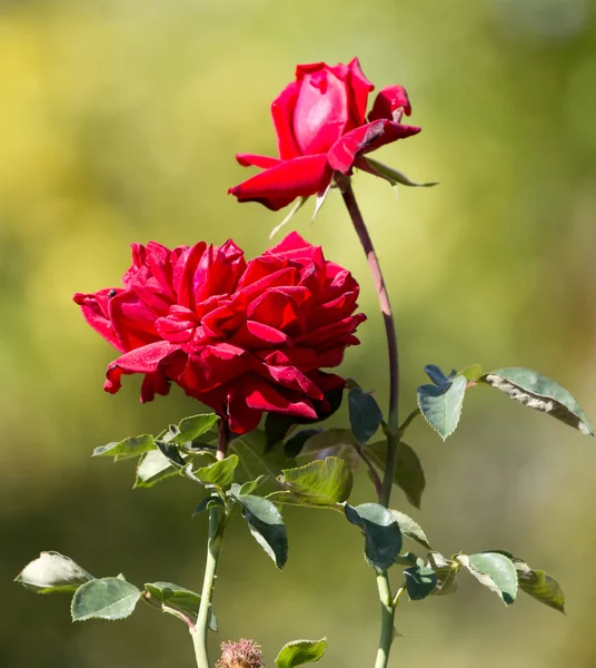 Piękna czerwona róża w przyrodzie — Zdjęcie stockowe