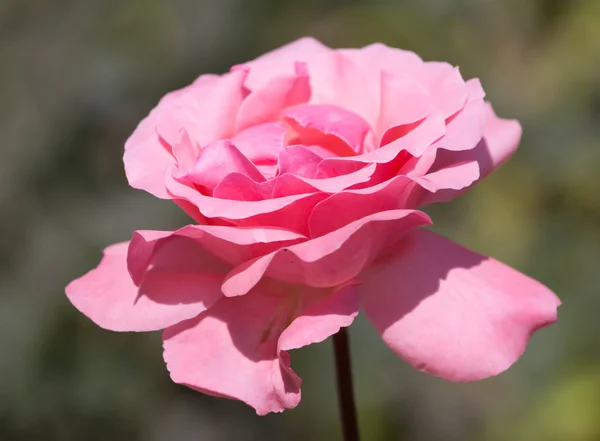 緑の茂みの背景に芽が付いている薄い赤いバラ — ストック写真