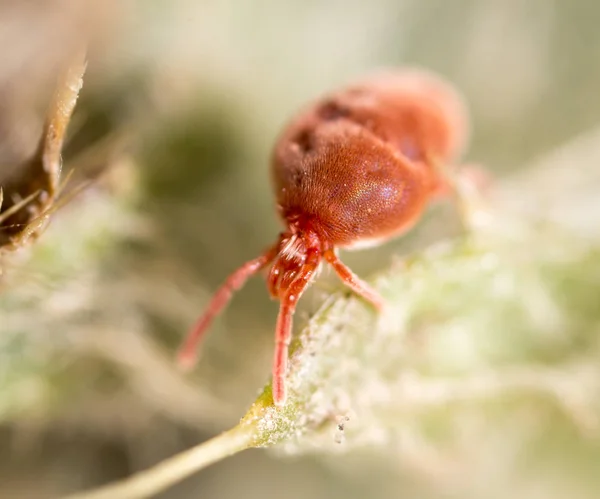 Rode Kruis in de natuur. macro — Stockfoto