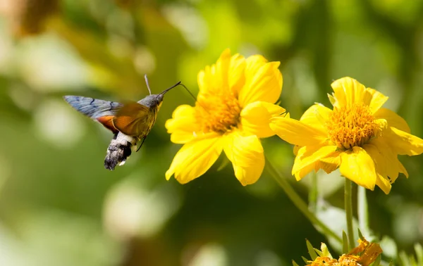 Sfingidae, znany jako Pszczoła Jastrzębia mól, cieszący się nektarem żółtego kwiatu. Ćma kolibra. Ćma kalibryjska. — Zdjęcie stockowe