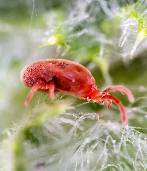 Rode Kruis in de natuur. macro — Stockfoto