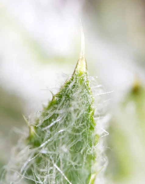 Needles on the prickly plant. macro — Stock Photo, Image