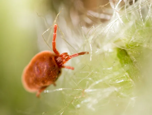 Rode Kruis in de natuur. macro — Stockfoto