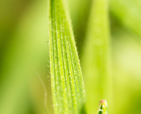 自然の中で緑の芝生。マクロ — ストック写真