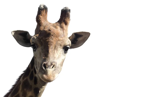 Retrato de una jirafa sobre un fondo blanco — Foto de Stock